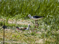 Cigüeñuela comun - Himantopus himantopus - Camallarga comú