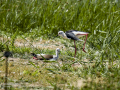 Cigüeñuela comun - Himantopus himantopus - Camallarga comú