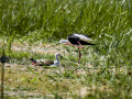 Cigüeñuela comun - Himantopus himantopus - Camallarga comú