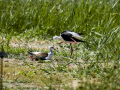 Cigüeñuela comun - Himantopus himantopus - Camallarga comú