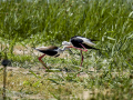 Cigüeñuela comun - Himantopus himantopus - Camallarga comú