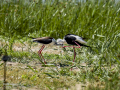 Cigüeñuela comun - Himantopus himantopus - Camallarga comú