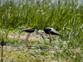 Cigüeñuela comun - Himantopus himantopus - Camallarga comú