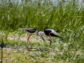 Cigüeñuela comun - Himantopus himantopus - Camallarga comú