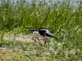 Cigüeñuela comun - Himantopus himantopus - Camallarga comú