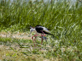 Cigüeñuela comun - Himantopus himantopus - Camallarga comú