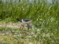 Cigüeñuela comun - Himantopus himantopus - Camallarga comú