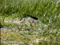 Cigüeñuela comun - Himantopus himantopus - Camallarga comú