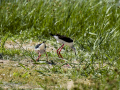 Cigüeñuela comun - Himantopus himantopus - Camallarga comú