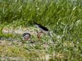 Cigüeñuela comun - Himantopus himantopus - Camallarga comú