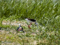 Cigüeñuela comun - Himantopus himantopus - Camallarga comú