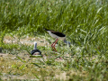 Cigüeñuela comun - Himantopus himantopus - Camallarga comú
