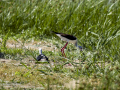 Cigüeñuela comun - Himantopus himantopus - Camallarga comú