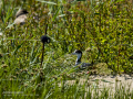 Cigüeñuela comun - Himantopus himantopus - Camallarga comú