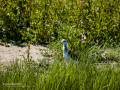Cigüeñuela comun - Himantopus himantopus - Camallarga comú