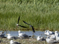 Cigüeñuela comun - Himantopus himantopus - Camallarga comú