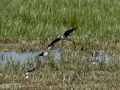 Cigüeñuela comun - Himantopus himantopus - Camallarga comú