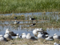 Cigüeñuela comun - Himantopus himantopus - Camallarga comú