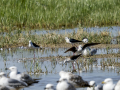 Cigüeñuela comun - Himantopus himantopus - Camallarga comú