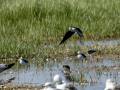 Cigüeñuela comun - Himantopus himantopus - Camallarga comú