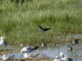 Cigüeñuela comun - Himantopus himantopus - Camallarga comú