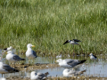 Cigüeñuela comun - Himantopus himantopus - Camallarga comú