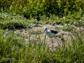 Cigüeñuela comun - Himantopus himantopus - Camallarga comú