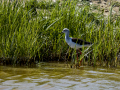 Cigüeñuela comun - Himantopus himantopus - Camallarga comú