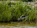 Cigüeñuela comun - Himantopus himantopus - Camallarga comú