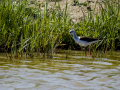 Cigüeñuela comun - Himantopus himantopus - Camallarga comú