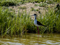 Cigüeñuela comun - Himantopus himantopus - Camallarga comú