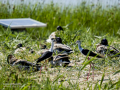 Cigüeñuela comun - Himantopus himantopus - Camallarga comú