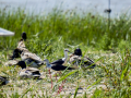 Cigüeñuela comun - Himantopus himantopus - Camallarga comú