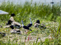 Cigüeñuela comun - Himantopus himantopus - Camallarga comú