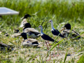 Cigüeñuela comun - Himantopus himantopus - Camallarga comú