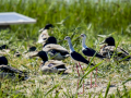 Cigüeñuela comun - Himantopus himantopus - Camallarga comú