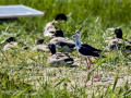 Cigüeñuela comun - Himantopus himantopus - Camallarga comú