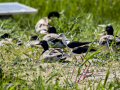 Cigüeñuela comun - Himantopus himantopus - Camallarga comú