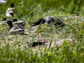 Cigüeñuela comun - Himantopus himantopus - Camallarga comú