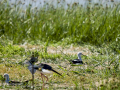 Cigüeñuela comun - Himantopus himantopus - Camallarga comú