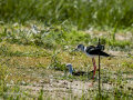 Cigüeñuela comun - Himantopus himantopus - Camallarga comú