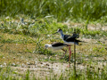 Cigüeñuela comun - Himantopus himantopus - Camallarga comú