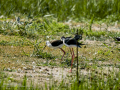 Cigüeñuela comun - Himantopus himantopus - Camallarga comú