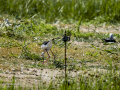 Cigüeñuela comun - Himantopus himantopus - Camallarga comú