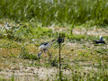 Cigüeñuela comun - Himantopus himantopus - Camallarga comú