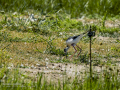 Cigüeñuela comun - Himantopus himantopus - Camallarga comú