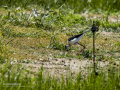 Cigüeñuela comun - Himantopus himantopus - Camallarga comú