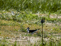 Cigüeñuela comun - Himantopus himantopus - Camallarga comú