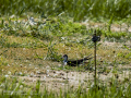 Cigüeñuela comun - Himantopus himantopus - Camallarga comú