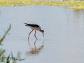 Cigüeñuela comun - Himantopus himantopus - Camallarga comú